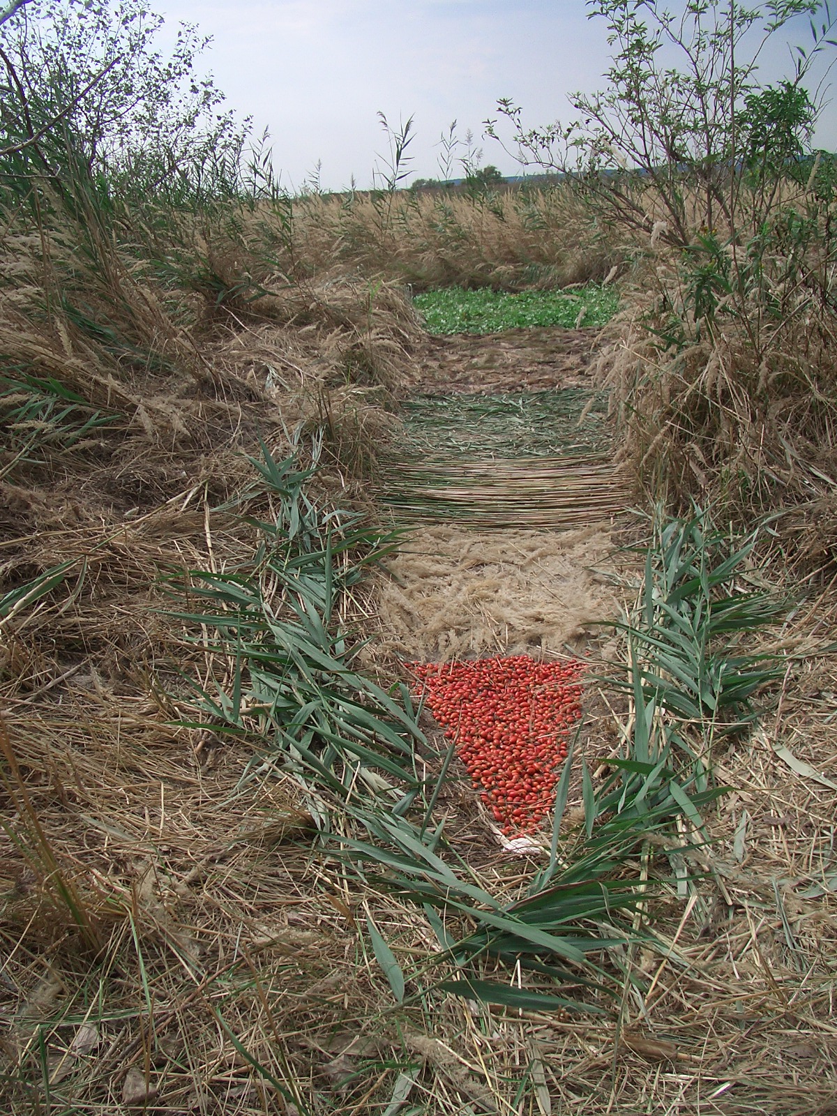 plentiful harvest